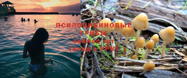 PSILOCYBIN Ладушкин